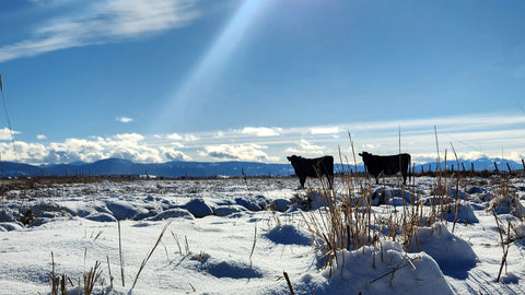 Why Winter is the Season of Nourishment